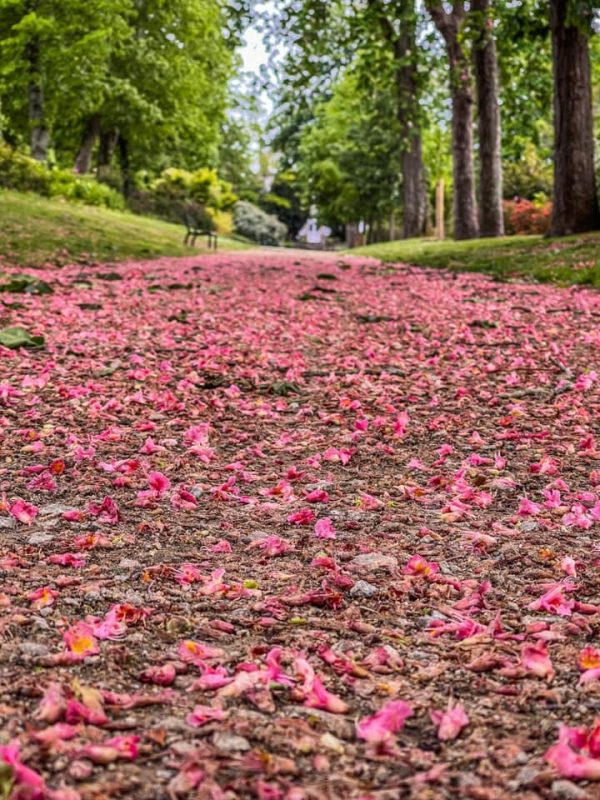 voir la vie en roses Vannes - Jahier Anthony