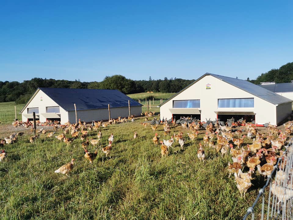 La Ferme de Penhaudan Pont- Scorff poulets lorient Quéven