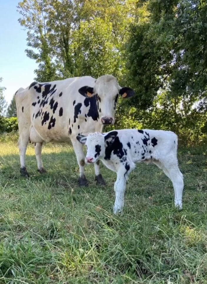 Ferme de Botloré et ses vaches