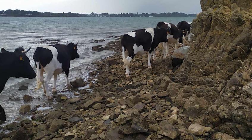 ferme ile d'arz vaches lait fromage iles morbihan