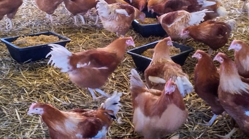 La Ferme de Penhaudan poulets Quéven