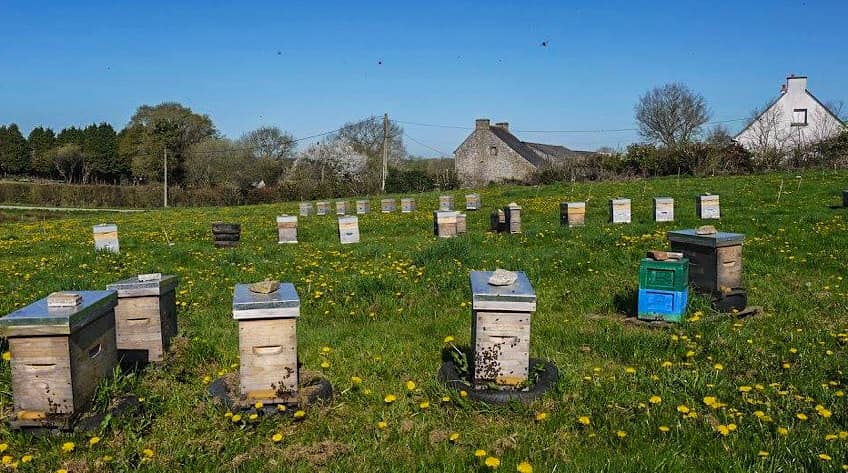 apiculteur abeille de lanvaux