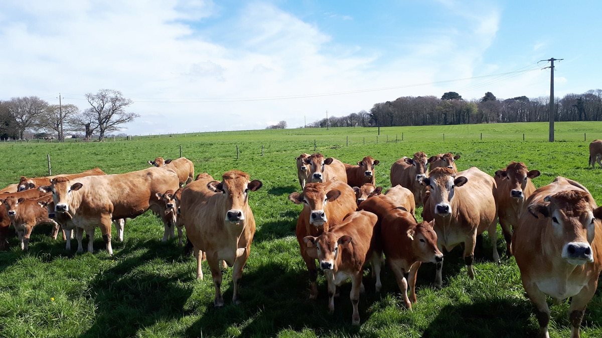 Ferme de Kerhervy