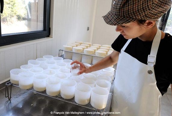 fromage lait ile d'arz golfe du morbihan - ferme