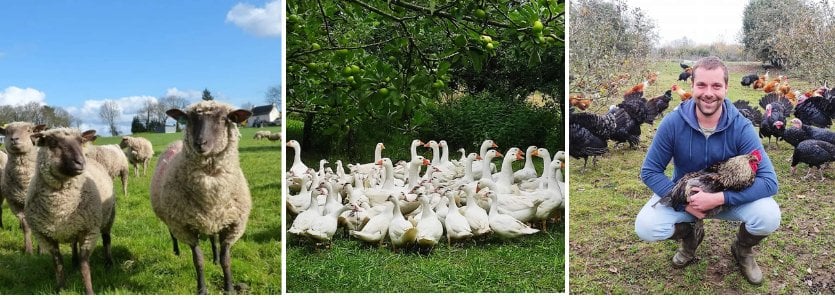 EARL Plumes et Laines viande allaire vente directe morbihan