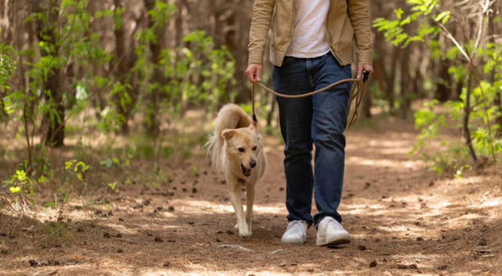 promenade chien foret amende